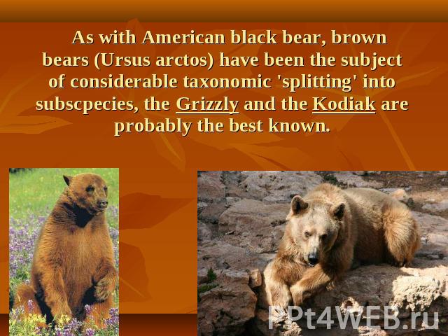 As with American black bear, brown bears (Ursus arctos) have been the subject of considerable taxonomic 'splitting' into subscpecies, the Grizzly and the Kodiak are probably the best known.