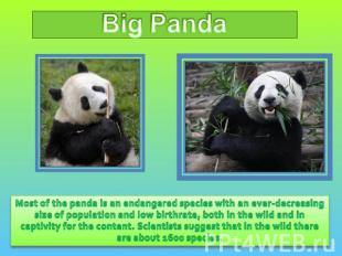 Big Panda Most of the panda is an endangered species with an ever-decreasing siz