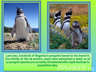 Last year, hundreds of Magellanic penguins issued to the beach in the vicinity o