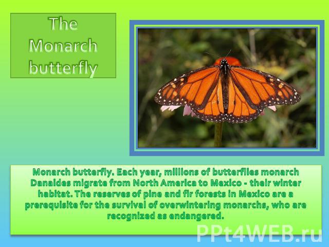 The Monarch butterfly Monarch butterfly. Each year, millions of butterflies monarch Danaides migrate from North America to Mexico - their winter habitat. The reserves of pine and fir forests in Mexico are a prerequisite for the survival of overwinte…