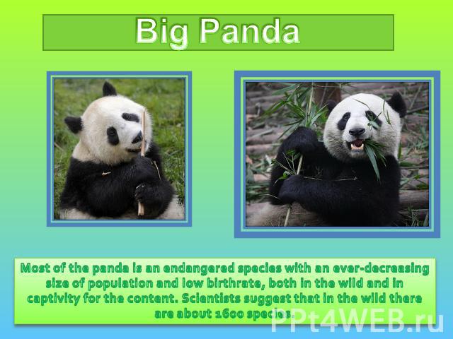 Big Panda Most of the panda is an endangered species with an ever-decreasing size of population and low birthrate, both in the wild and in captivity for the content. Scientists suggest that in the wild there are about 1600 species.