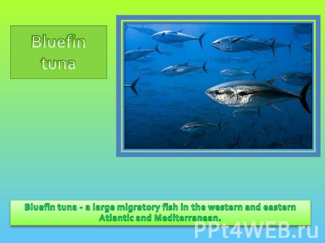 Bluefin tuna Bluefin tuna - a large migratory fish in the western and eastern Atlantic and Mediterranean.