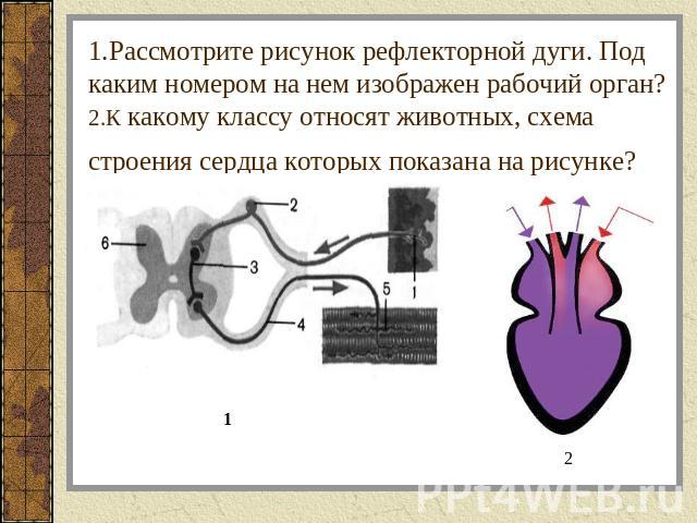 1.Рассмотрите рисунок рефлекторной дуги. Под каким номером на нем изображен рабочий орган?2.К какому классу относят животных, схема строения сердца которых показана на рисунке?