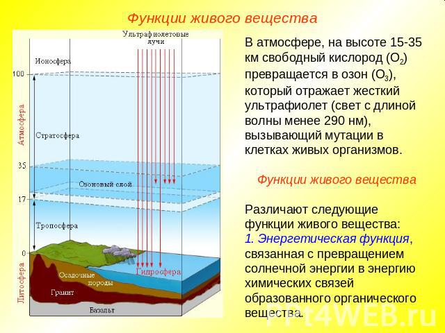 Функции живого вещества В атмосфере, на высоте 15-35 км свободный кислород (О2) превращается в озон (О3), который отражает жесткий ультрафиолет (свет с длиной волны менее 290 нм), вызывающий мутации в клетках живых организмов.Функции живого вещества…