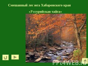 Смешанный лес юга Хабаровского края«Уссурийская тайга»