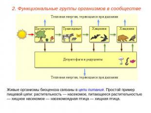2. Функциональные группы организмов в сообществе Живые организмы биоценоза связа