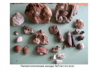 Палеонтологические находки Любимского края