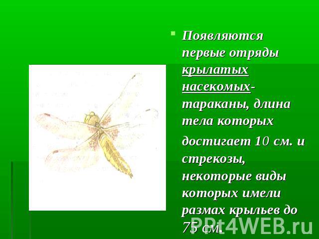 Появляются первые отряды крылатых насекомых- тараканы, длина тела которых достигает 10 см. и стрекозы, некоторые виды которых имели размах крыльев до 75 см.