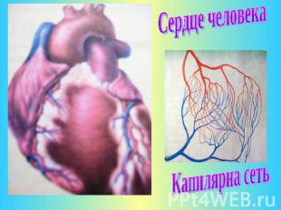 Сердце человека Капилярна сеть