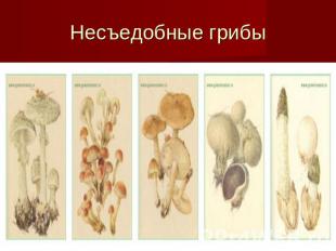 Несъедобные грибы