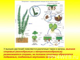 У высших растений появляются различные ткани и органы, высшие споровые (мохообра