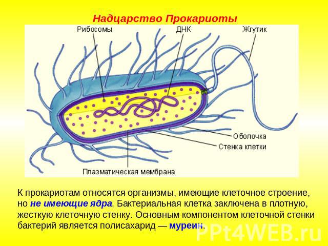 Надцарство ПрокариотыК прокариотам относятся организмы, имеющие клеточное строение, но не имеющие ядра. Бактериальная клетка заключена в плотную, жесткую клеточную стенку. Основным компонентом клеточной стенки бактерий является полисахарид — муреин.