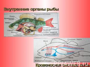 Внутренние органы рыбыКровеносная система рыбы