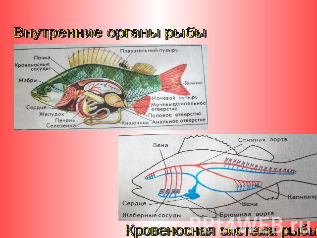 Внутренние органы рыбыКровеносная система рыбы