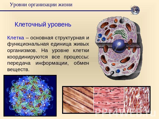 Уровни организации жизниКлеточный уровеньКлетка – основная структурная и функциональная единица живых организмов. На уровне клетки координируются все процессы: передача информации, обмен веществ.
