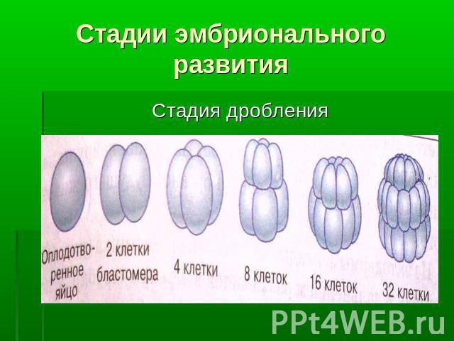 Стадии эмбрионального развития Стадия дробления