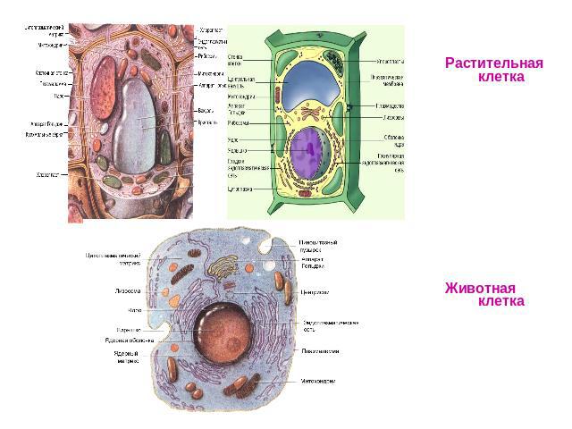 Растительная клеткаЖивотная клетка