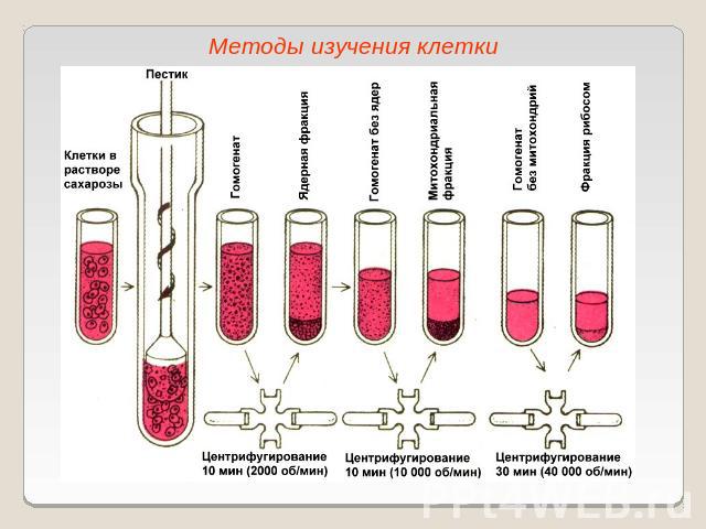 Методы изучения клетки