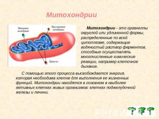 Митохондрии Митохондрии - это органеллы округлой или удлиненной формы, распредел