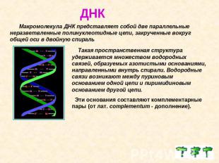 ДНК Макромолекула ДНК представляет собой две параллельные неразветвленные полину