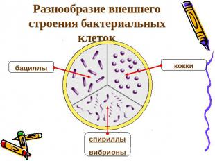 Разнообразие внешнего строения бактериальных клеток