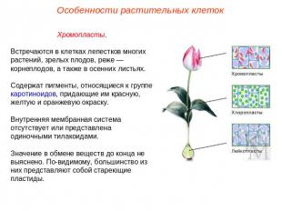 Особенности растительных клетокХромопласты.Встречаются в клетках лепестков многи