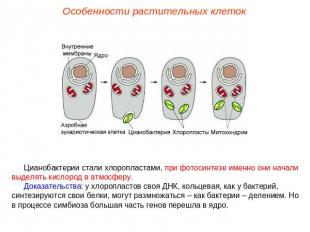 Особенности растительных клетокЦианобактерии стали хлоропластами, при фотосинтез