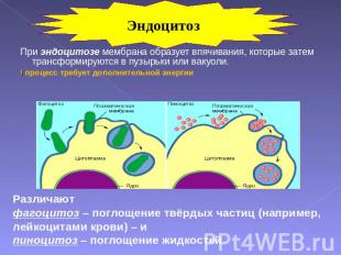 Эндоцитоз При эндоцитозе мембрана образует впячивания, которые затем трансформир