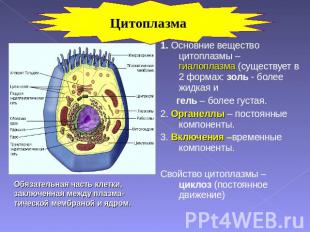 Цитоплазма 1. Основние вещество цитоплазмы – гиалоплазма (существует в 2 формах: