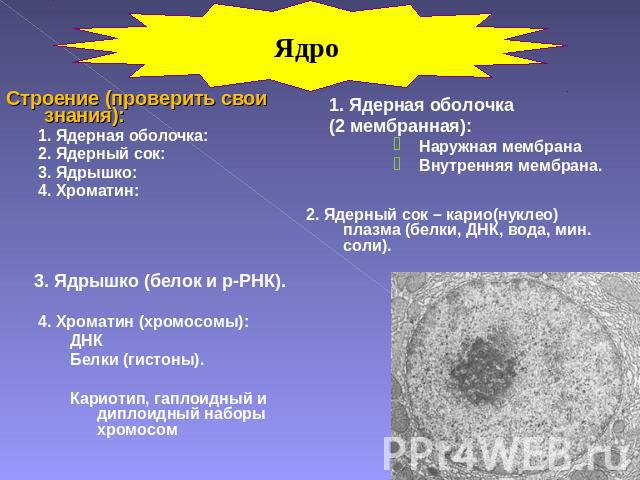 Ядро Строение (проверить свои знания):1. Ядерная оболочка:2. Ядерный сок: 3. Ядрышко: 4. Хроматин:1. Ядерная оболочка (2 мембранная):Наружная мембранаВнутренняя мембрана.2. Ядерный сок – карио(нуклео)плазма (белки, ДНК, вода, мин. соли). 3. Ядрышко …