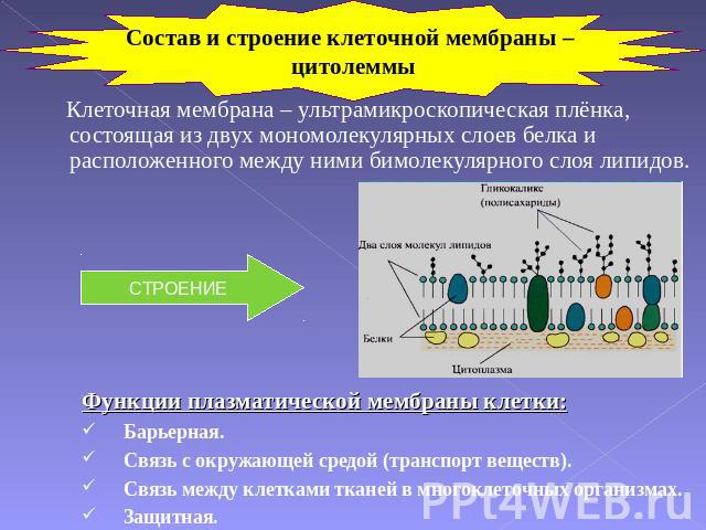 Состав и строение клеточной мембраны – цитолеммы Клеточная мембрана – ультрамикроскопическая плёнка, состоящая из двух мономолекулярных слоев белка и расположенного между ними бимолекулярного слоя липидов.Функции плазматической мембраны клетки:Барье…