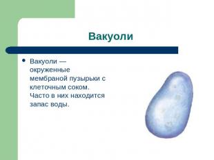 Вакуоли Вакуоли — окруженные мембраной пузырьки с клеточным соком. Часто в них н