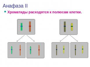 Анафаза IIХроматиды расходятся к полюсам клетки.