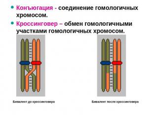 Конъюгация - соединение гомологичных хромосом. Кроссинговер – обмен гомологичным