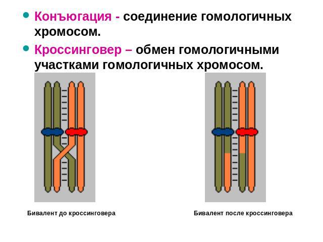 Конъюгация - соединение гомологичных хромосом. Кроссинговер – обмен гомологичными участками гомологичных хромосом.