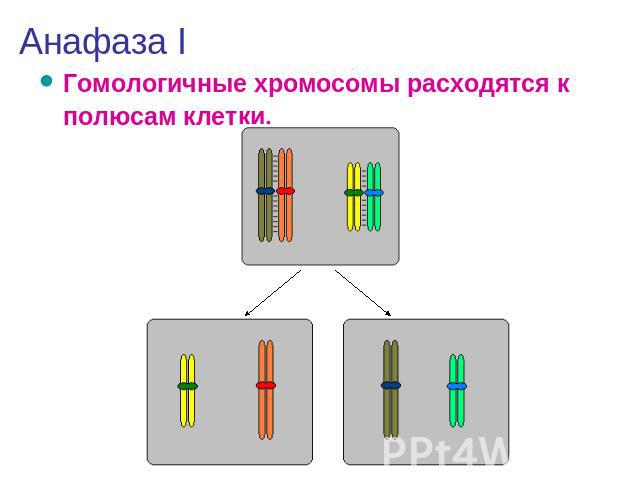 Анафаза I Гомологичные хромосомы расходятся к полюсам клетки.