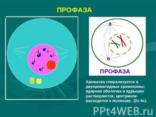 ПРОФАЗАХроматин спирализуется в двухроматидные хромосомы; ядерная оболочка и ядр