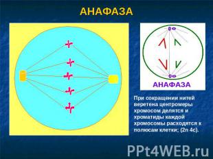 АНАФАЗА При сокращении нитей веретена центромеры хромосом делятся и хроматиды ка