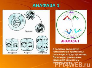 АНАФАЗА 1 К полюсам расходятся гомологичные хромосомы, состоящие из двух хромати