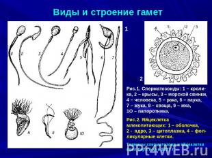 Виды и строение гамет Рис.1. Сперматозоиды: 1 – кроли-ка, 2 – крысы, 3 – морской