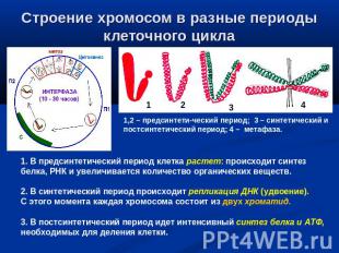 Строение хромосом в разные периоды клеточного цикла 1. В предсинтетический перио