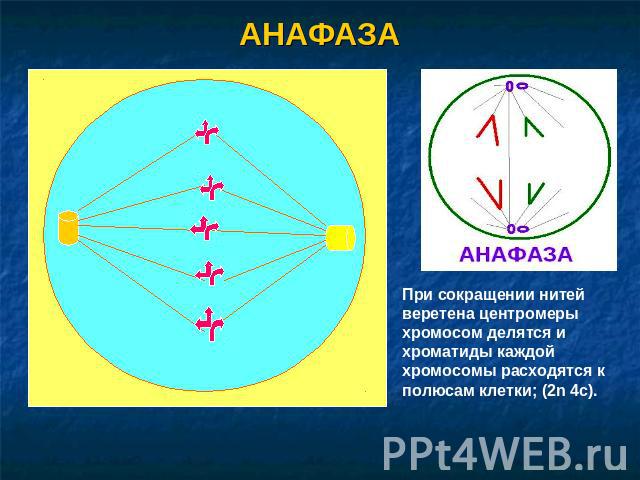 АНАФАЗА При сокращении нитей веретена центромеры хромосом делятся и хроматиды каждой хромосомы расходятся к полюсам клетки; (2n 4c).