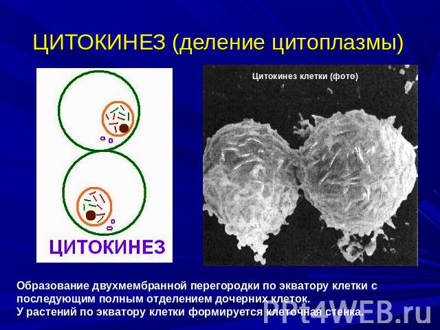 ЦИТОКИНЕЗ (деление цитоплазмы) Образование двухмембранной перегородки по экватору клетки с последующим полным отделением дочерних клеток.У растений по экватору клетки формируется клеточная стенка.