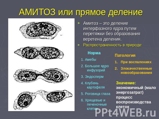АМИТОЗ или прямое деление Амитоз – это деление интерфазного ядра путем перетяжки без образования веретена деления.Распространенность в природе: Норма1. Амебы2. Большое ядро инфузорий3. Эндосперм4. Клубень картофеля5. Роговица глаза6. Хрящевые и пече…
