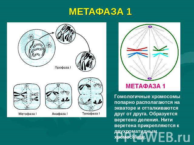 МЕТАФАЗА 1 Гомологичные хромосомы попарно располагаются на экваторе и отталкиваются друг от друга. Образуется веретено деления. Нити веретена прикрепляются к двухроматидным хромосомам.