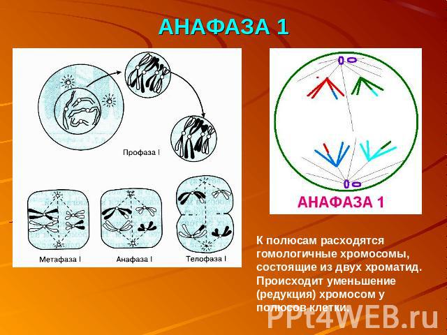 АНАФАЗА 1 К полюсам расходятся гомологичные хромосомы, состоящие из двух хроматид. Происходит уменьшение (редукция) хромосом у полюсов клетки.