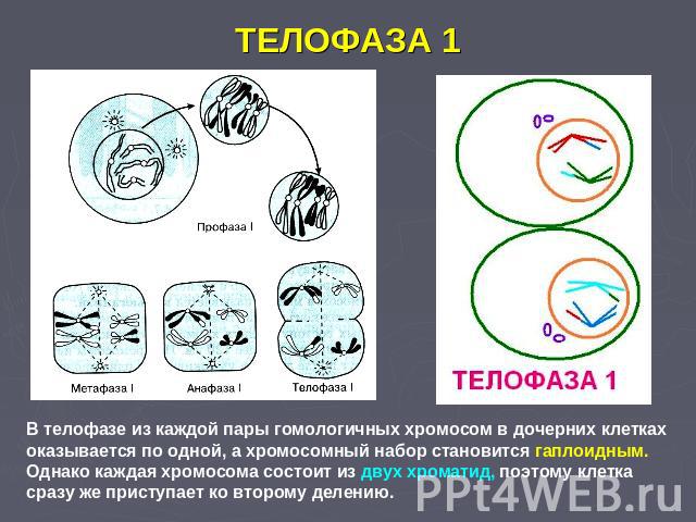 ТЕЛОФАЗА 1 В телофазе из каждой пары гомологичных хромосом в дочерних клетках оказывается по одной, а хромосомный набор становится гаплоидным. Однако каждая хромосома состоит из двух хроматид, поэтому клетка сразу же приступает ко второму делению.