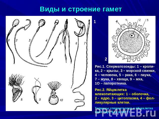 Виды и строение гамет Рис.1. Сперматозоиды: 1 – кроли-ка, 2 – крысы, 3 – морской свинки, 4 – человека, 5 – рака, 6 – паука, 7 – жука, 8 – хвоща, 9 – мха, 1О – папоротника.Рис.2. Яйцеклетка млекопитающих: 1 – оболочка, 2 - ядро, 3 – цитоплазма, 4 – ф…