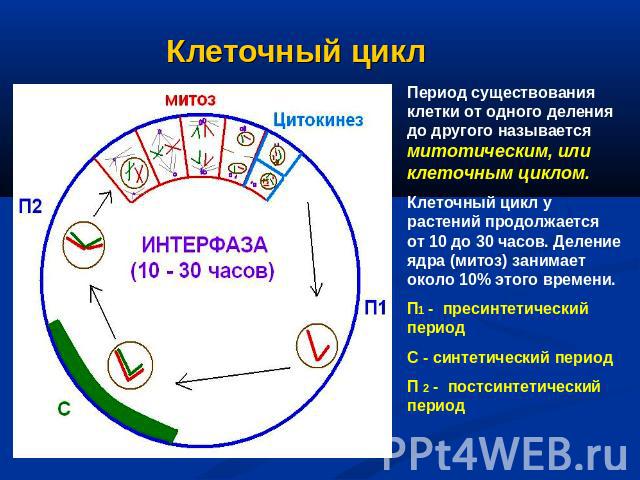 Клеточный цикл Период существования клетки от одного деления до другого называется митотическим, или клеточным циклом.Клеточный цикл у растений продолжается от 10 до 30 часов. Деление ядра (митоз) занимает около 10% этого времени.П1 - пресинтетическ…