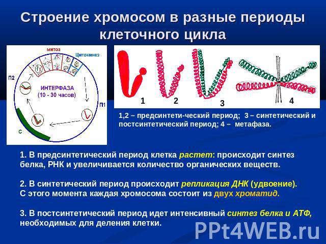 Строение хромосом в разные периоды клеточного цикла 1. В предсинтетический период клетка растет: происходит синтез белка, РНК и увеличивается количество органических веществ.2. В синтетический период происходит репликация ДНК (удвоение). С этого мом…
